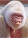 gwapogorilla